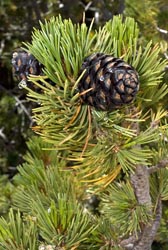 pinus albicaulis thumbnail graphic